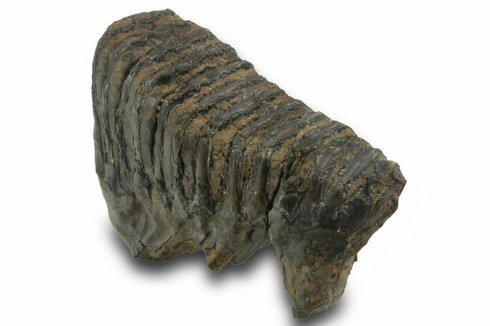 Fossil Woolly Mammoth Molar - Siberia #377770